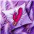 Pillow Talk® Secrets - Seductive – Luxurious Dual Come Hither Wand - Fuchsia thumbnail
